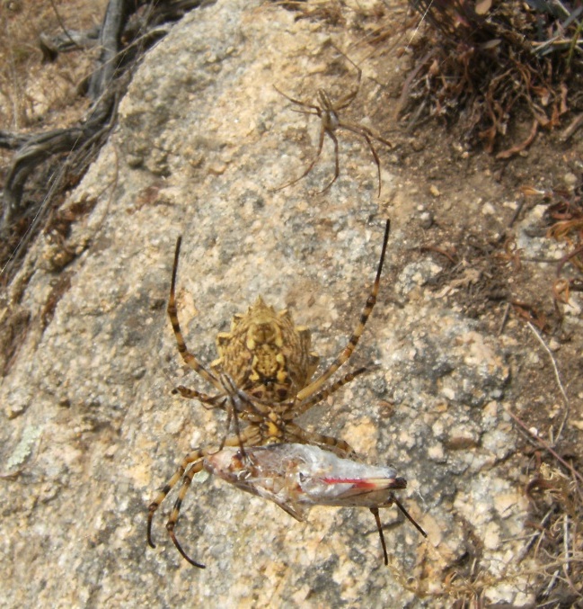 Argiope bruennichi